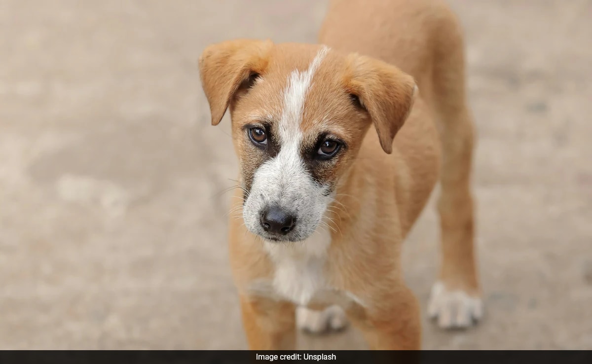 These Caramel-Coloured Street Dogs in Brazil Became A National Symbol. Here’s Why